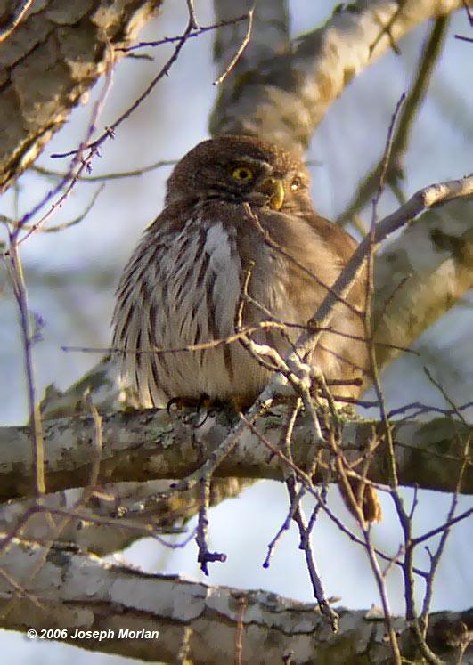 Ferruginous Pygmy-Owl (Glaucidium brasilianum)