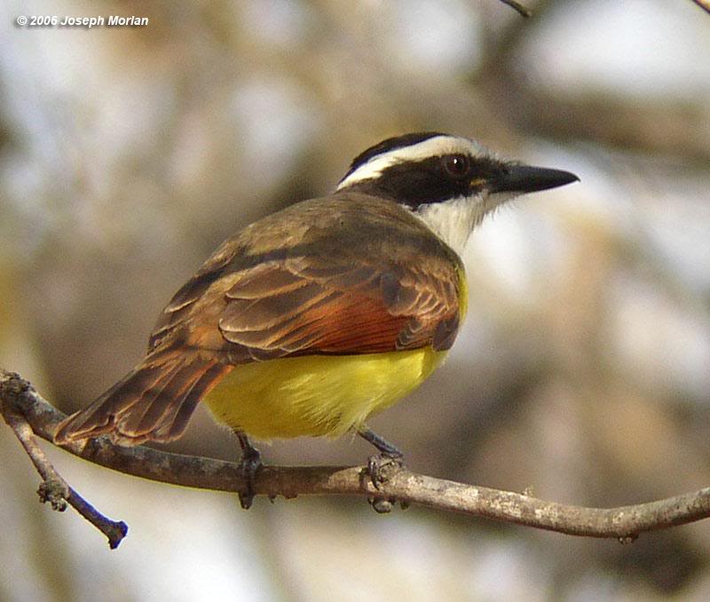 Great Kiskadee (Pitangus sulphuratus texanus)