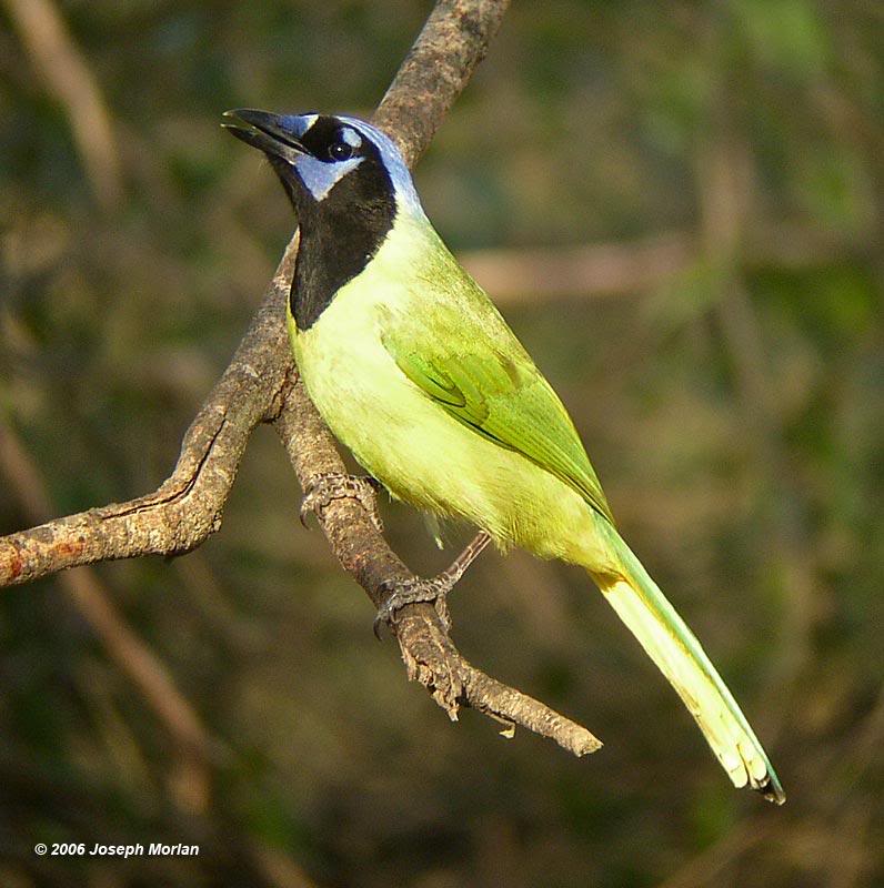 Green Jay (Cyanocorax yncas)
