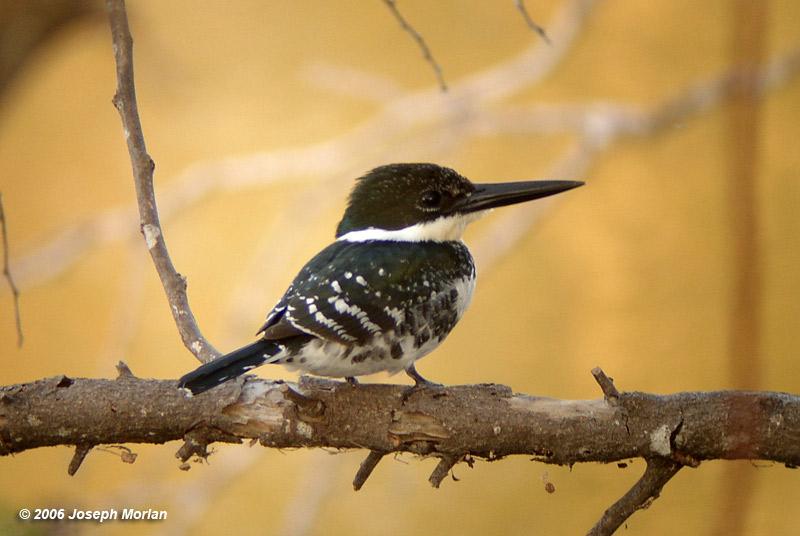 Green Kingfisher (Chloroceryle americana septentrionali...