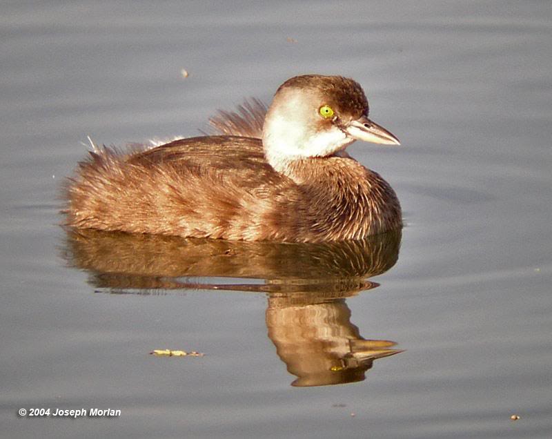 Least Grebe (Tachybaptus dominicus brachypterus)