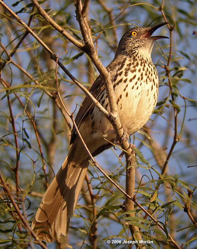 Long-billed Thrasher (Toxostoma longirostre)