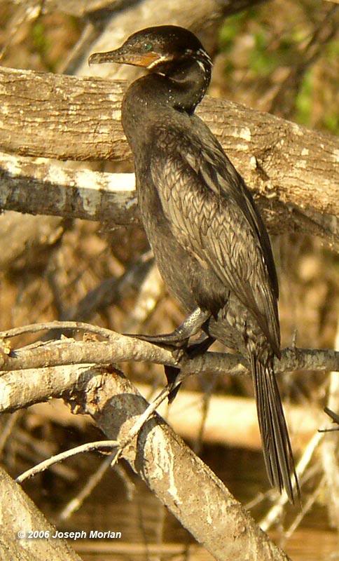 Neotropic Cormorant (Phalacrocorax brasilianus mexicanu...