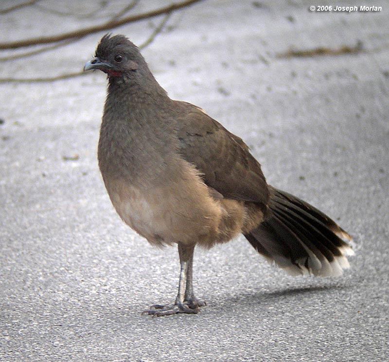 Plain Chachalaca (Ortalis vetula mccalli)