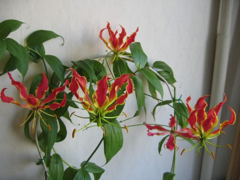 Gloriosa
