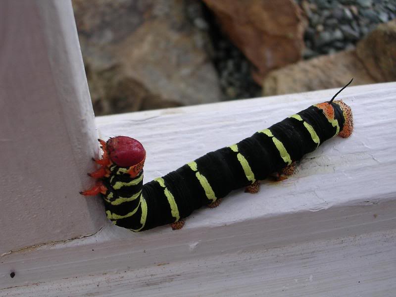 VERY large catapillar