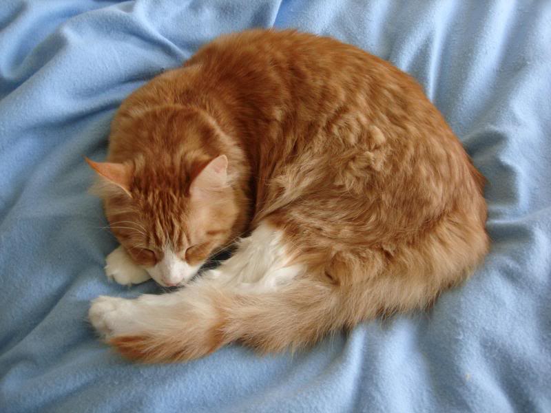 Kagoza Red Robbie (Maine Coon)