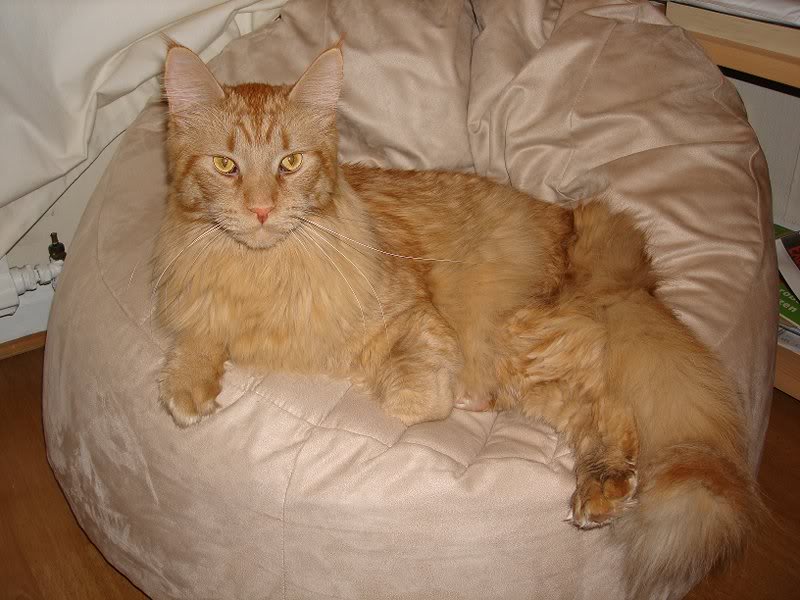 cats december 06 024