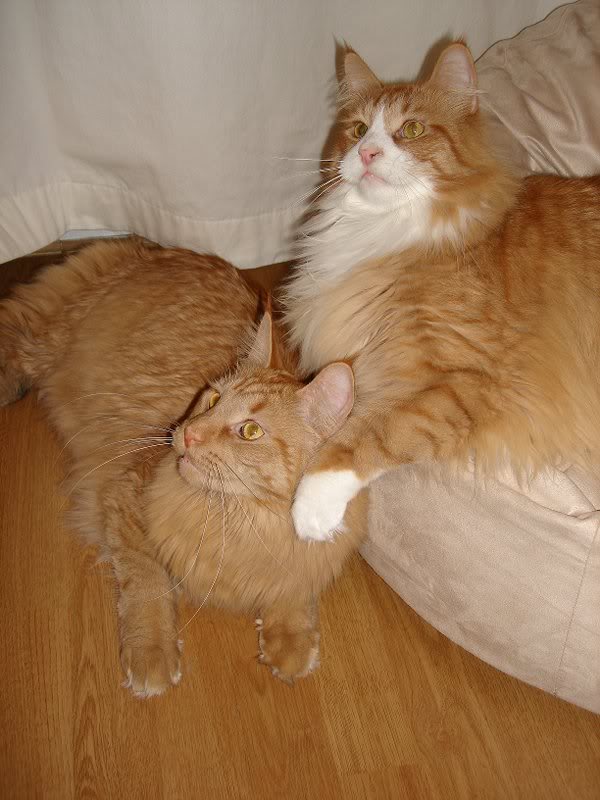 cats december 06 053