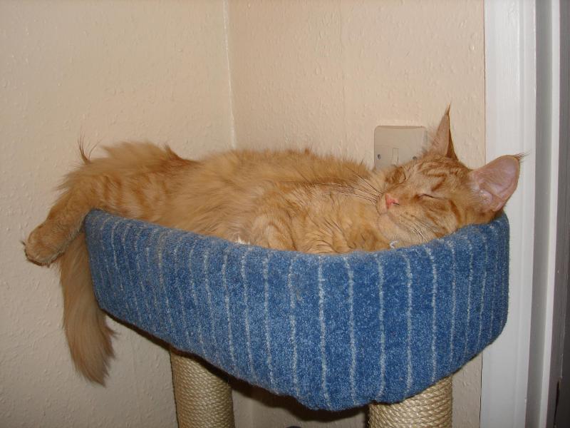 cats in cat tree 001