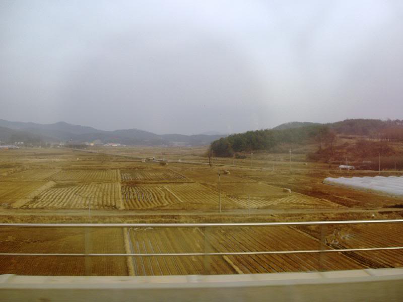 Rice Fields from the Train