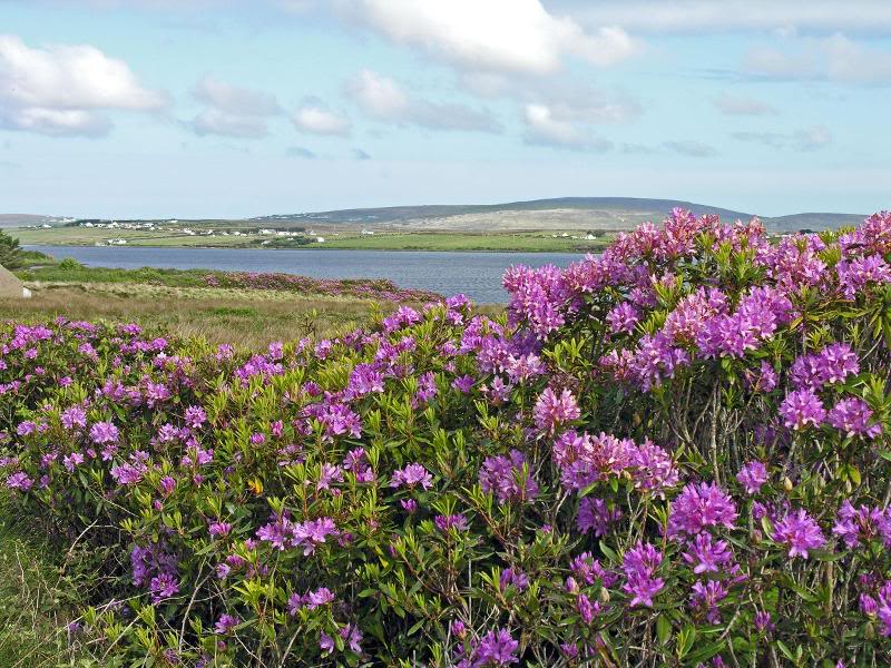Sligo May 24 01 (Ross Port)