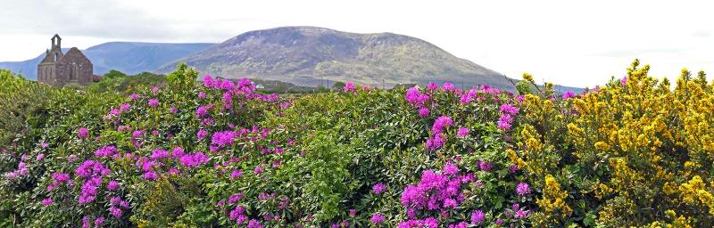 Sligo May 24 18 pan (Rhododendrums)