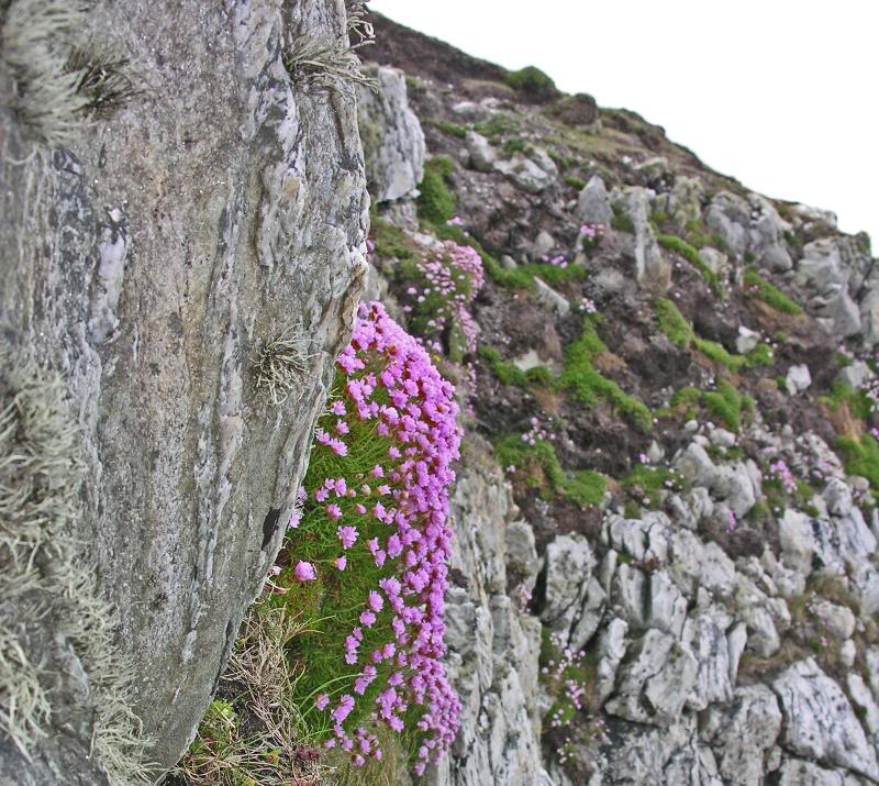 Sligo May 24 40 (Achill Island)