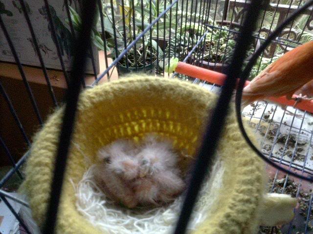 Update on Baby Canaries