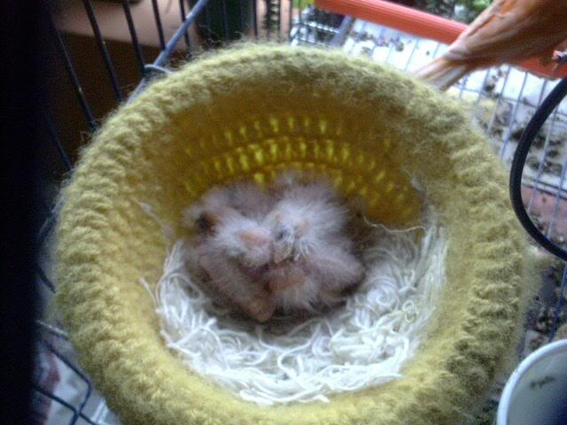 Update on baby canaries