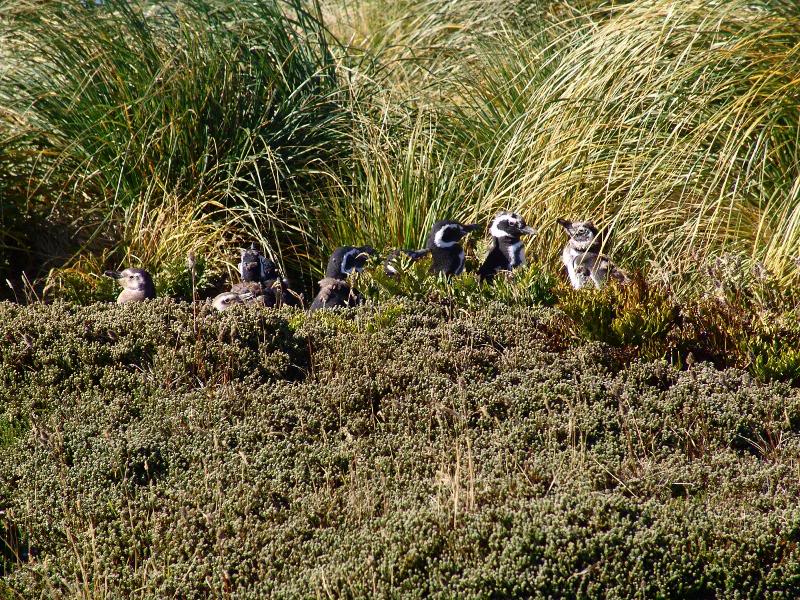 Falkland Islands 005