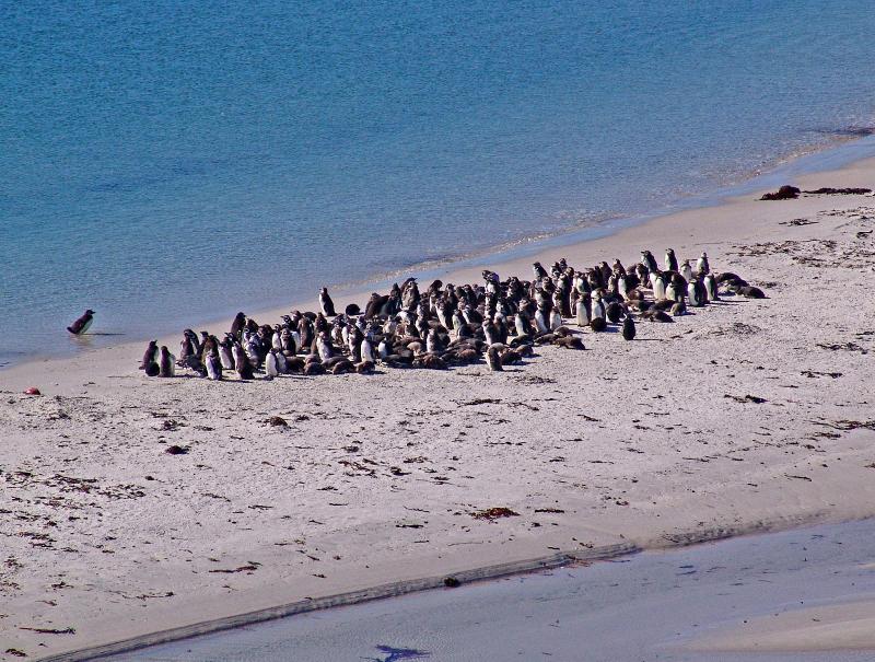 Falkland Islands 007
