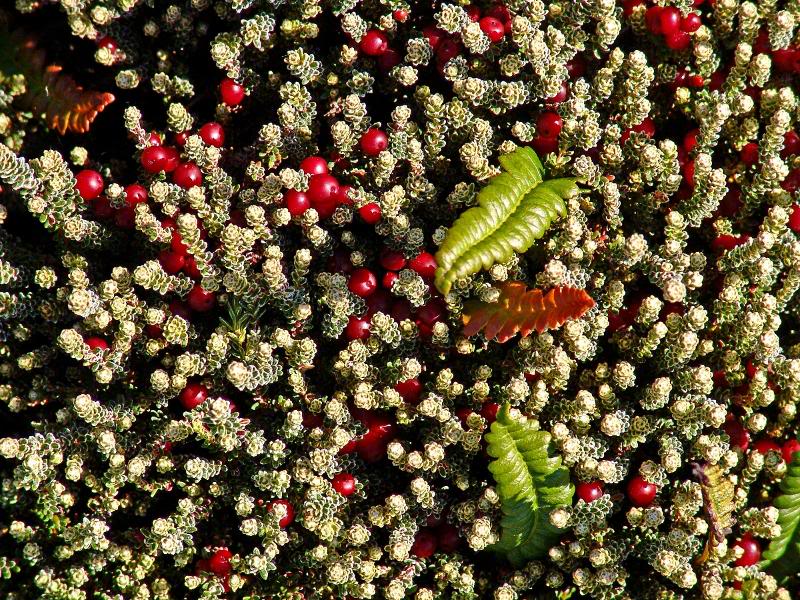 Falkland Islands 009