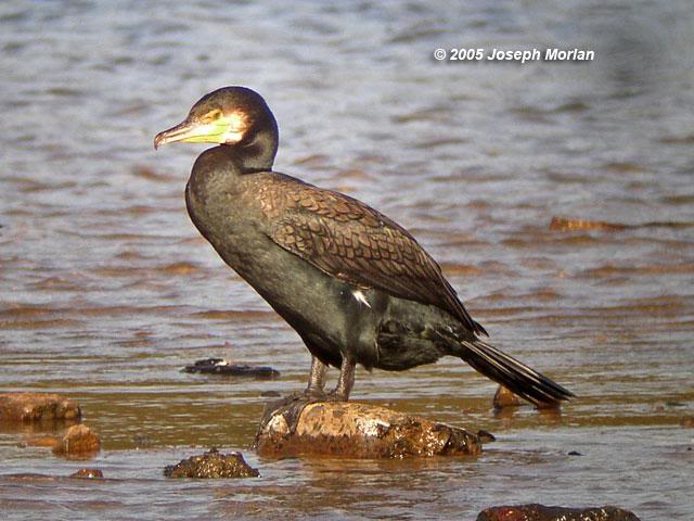 Great Cormorant (Phalacrocorax carbo novaehollandiae )