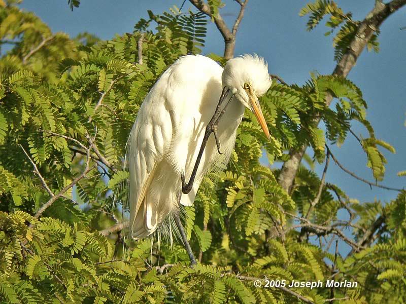 Intermediate Egret (Ardea intermedia)