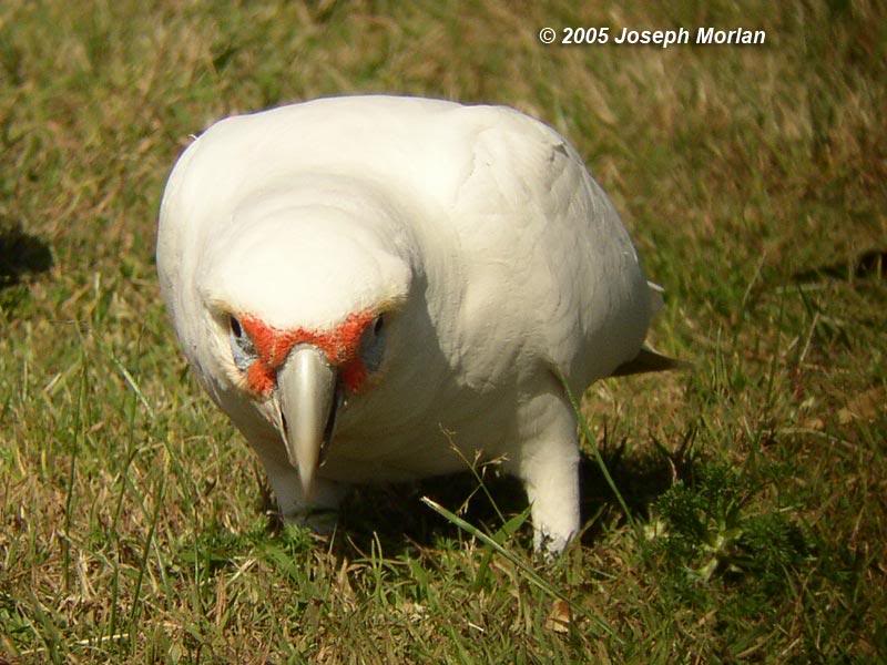Long-billed Corella (Cacatua tenuirostris)