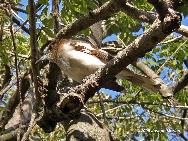 Pied Butcherbird (Cracticus nigrogularis)