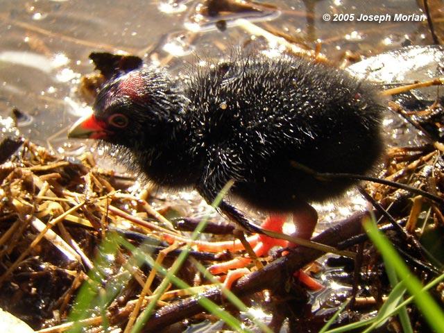 Purple Swamphen (Porphyrio porphyrio) - chick