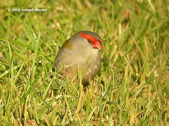Red-browed Finch (Neochmia temporalis temporalis)
