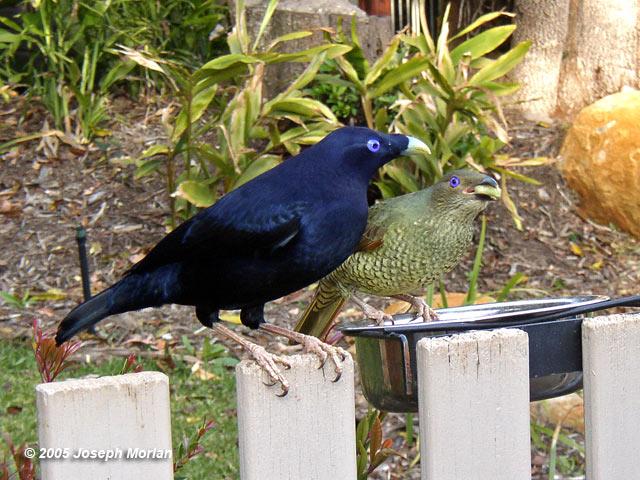 Satin Bowerbird (Ptilonorhynchu s violaceus)