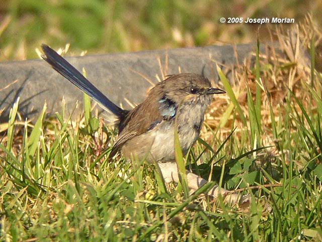 Superb Fairy-wren (Malurus cyaneus cyanochlamys)