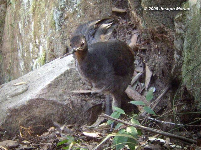 Superb Lyrebird (Menura novaehollandiae )