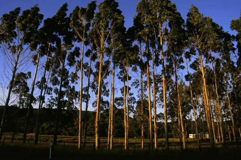 Bundle of Tree - Fox Glazier