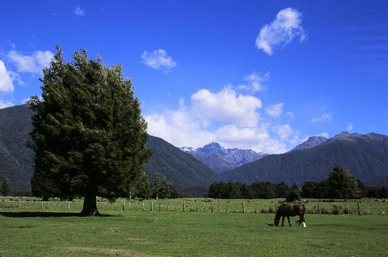 Cattle Farm - Fox Glazier