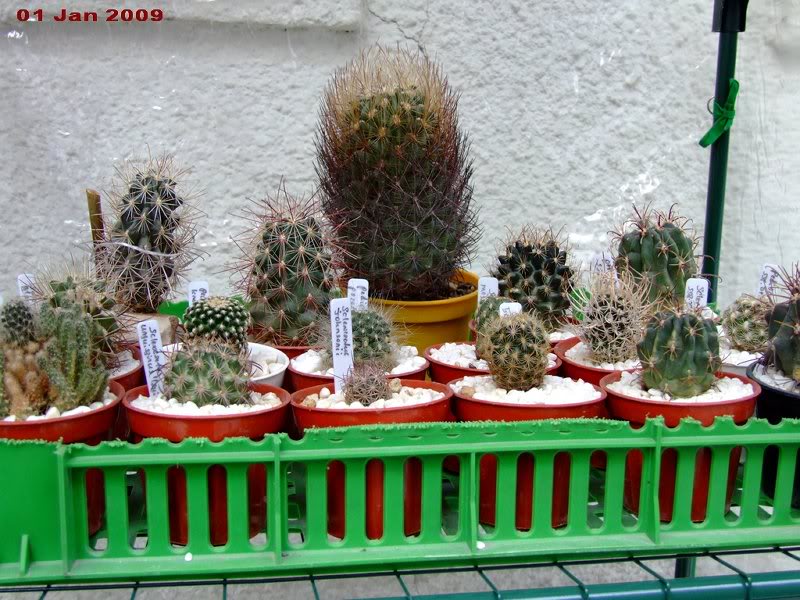 Sclero- and Pediocacti in Mini cold greenhouse 01
