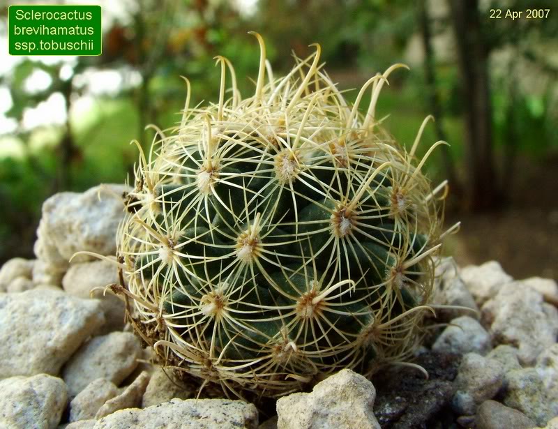 Sclerocactus brevihamatus ssp.tobuschii