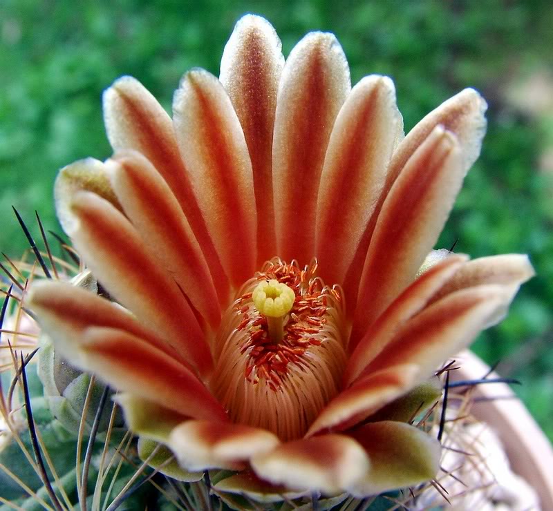 Sclerocactus unguispinus 'durangensis' SB322