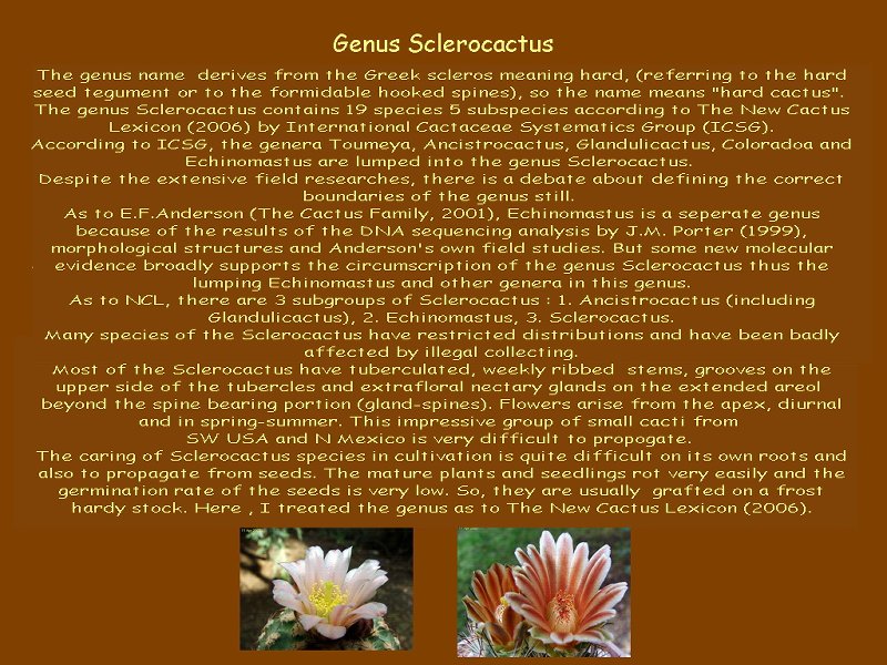 Sclerocactus