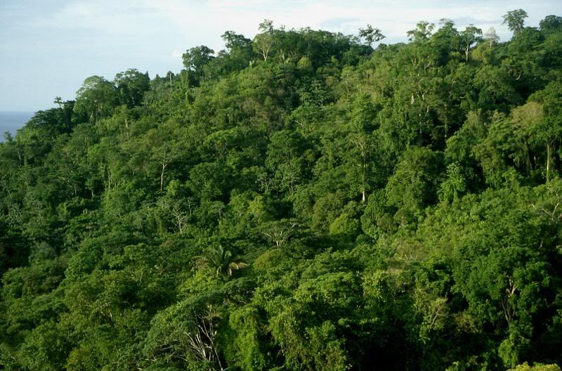 Peninsula de Osa - Costa Rica - Rainforest