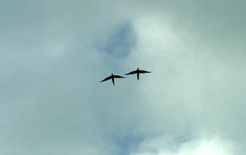 Scarlet Macaws in native Peninsula de Osa