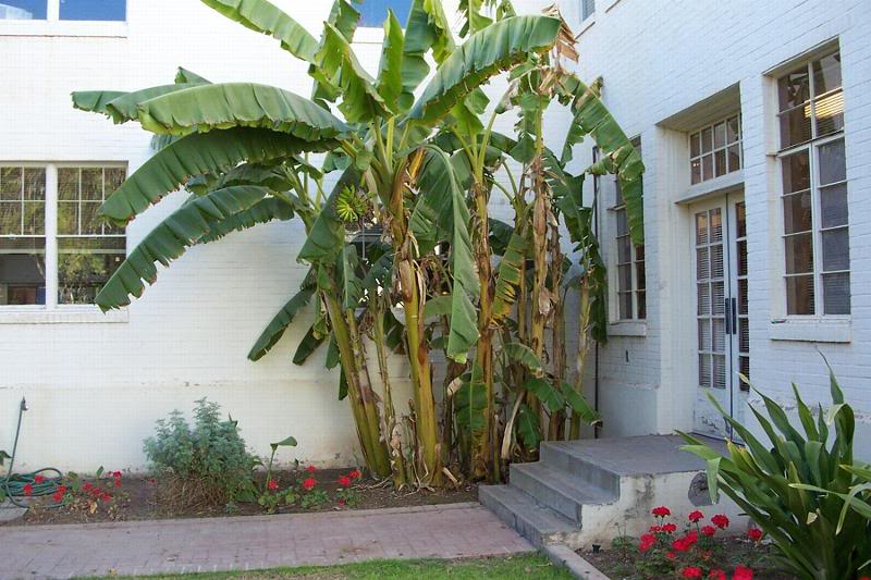 ASU - Telepathy Garden, banana trees
