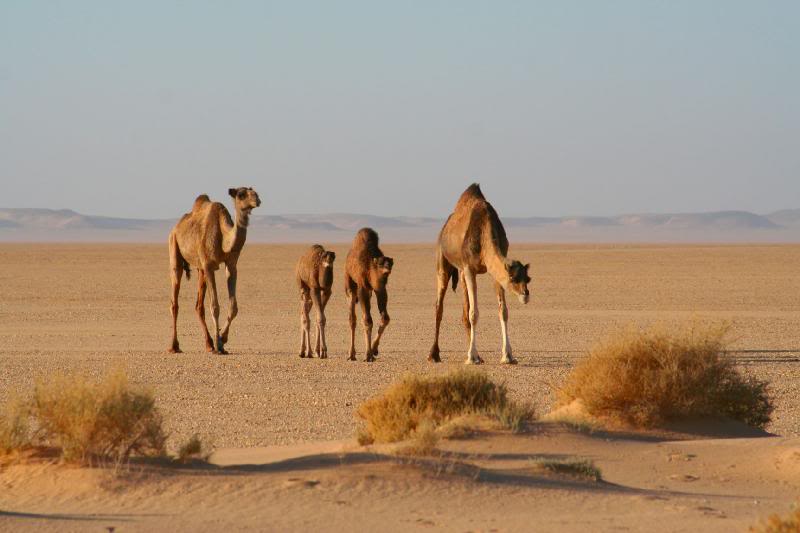 Camel family