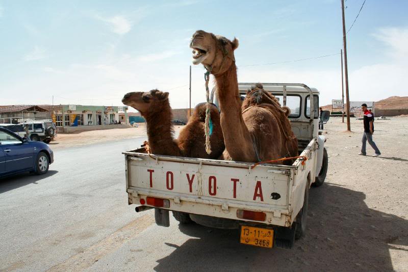Camels on transport