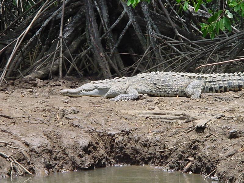 A crocodile relaxing in the sun