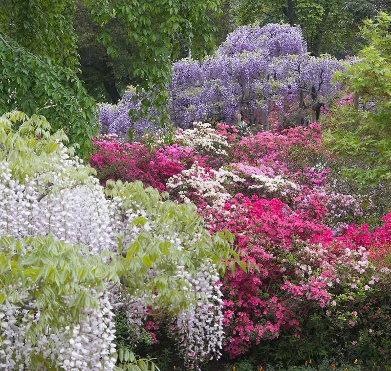 Wisteria and azalea