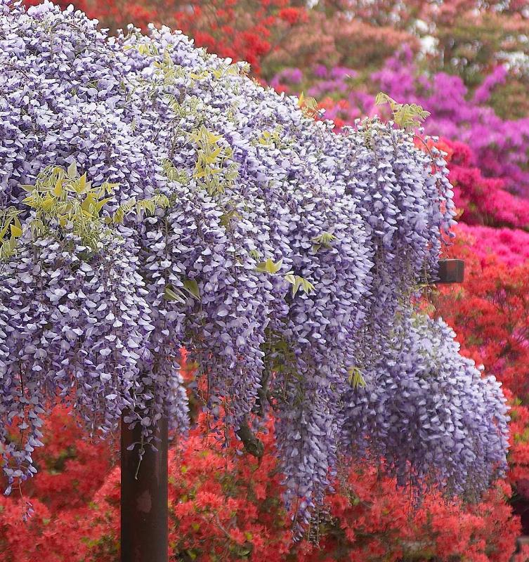 Wisteria at Takebayashi Park, Japan