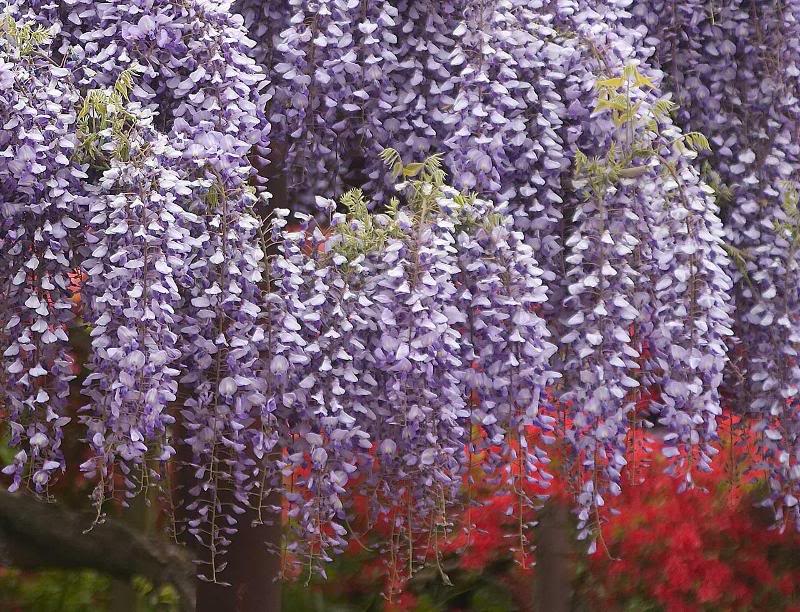Wisteria at Tatebayashi azalea park