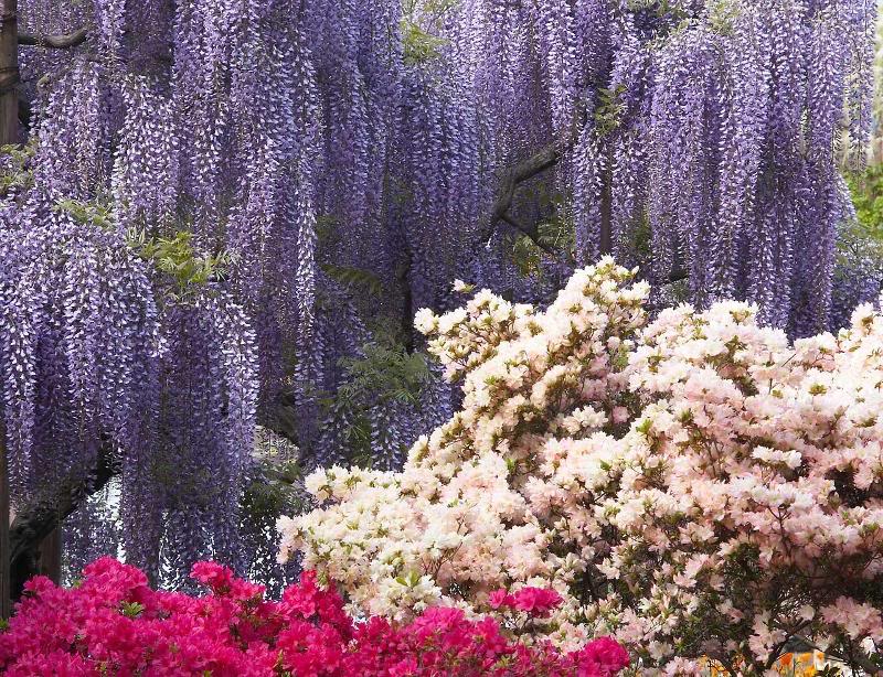 Wisteria & azalea at Ashikaga flower park, Japan