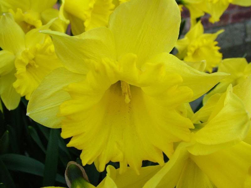 DaffodilF0080