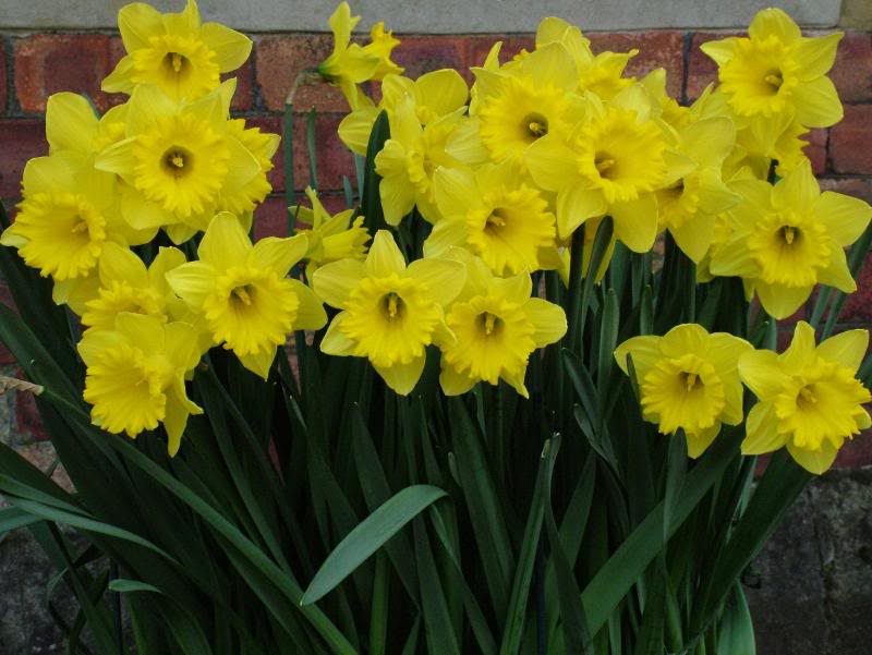 DaffodilsF0074